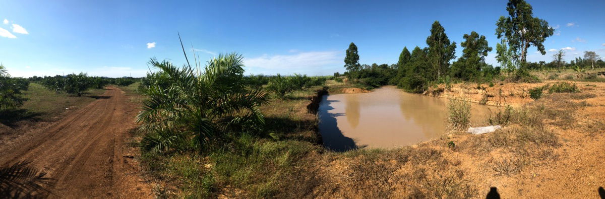 รูป ขายที่ดินแปลงใหญ่ ที่ดิน สวนเกษตร ปาล์มน้ำมัน #ที่ดินสวนเกษตร วิวแม่น้ำป่าสัก - รูปที่ 5/19