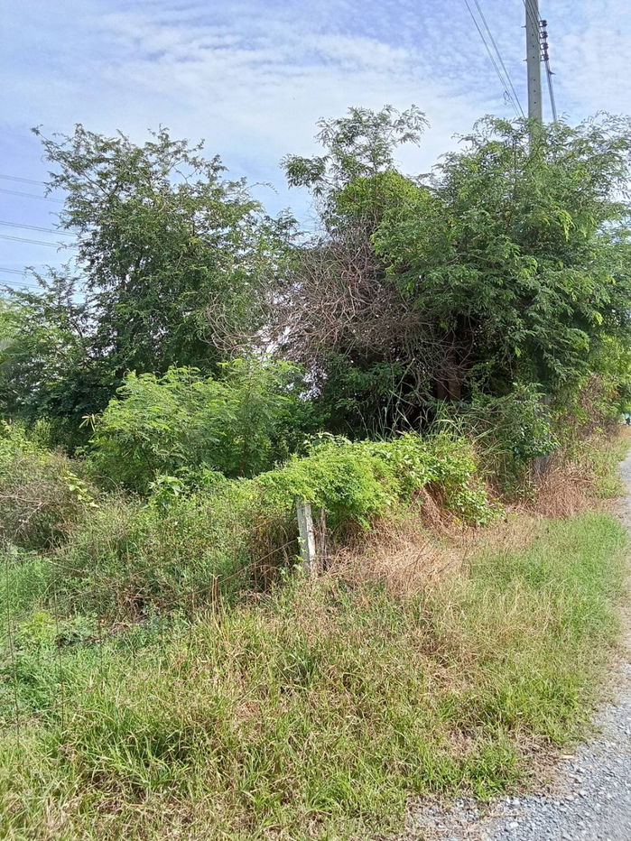 รูป ขายที่ดินคลองขวาง ซอยต้นสน ไทรน้อย นนทบุรี - รูปที่ 3/4