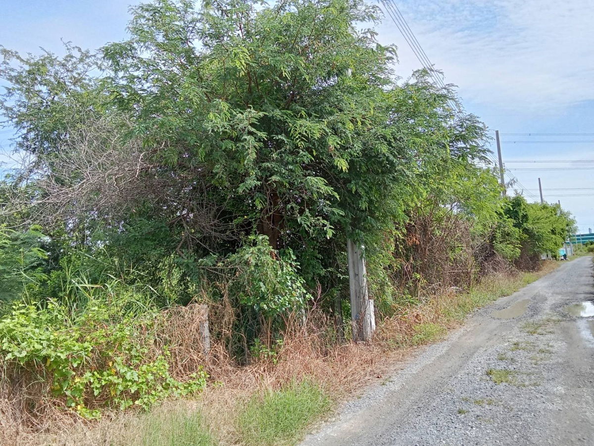 รูป ขายที่ดินคลองขวาง ซอยต้นสน ไทรน้อย นนทบุรี - รูปที่ 4/4