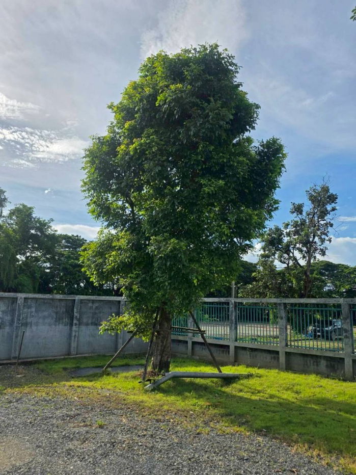 รูป #ติดทรัพย์รับco #ไม่มีสิงโตแล้ว บ้านให้เช่า ต.หนองผึ้ง อ.สารภี ที่ดิน 786 ตรว.  - รูปที่ 16/28