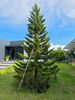 listing thumbnail image 10