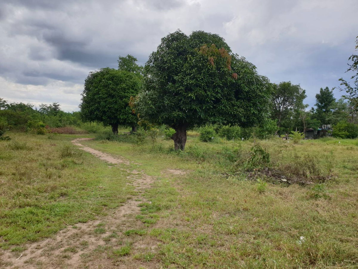 รูป ขายที่ดิน มีโฉนด มีรั้วรอบ เป็นแปลงสวนเกษตรผสมผสาน ร่มรื่น  - รูปที่ 5/10