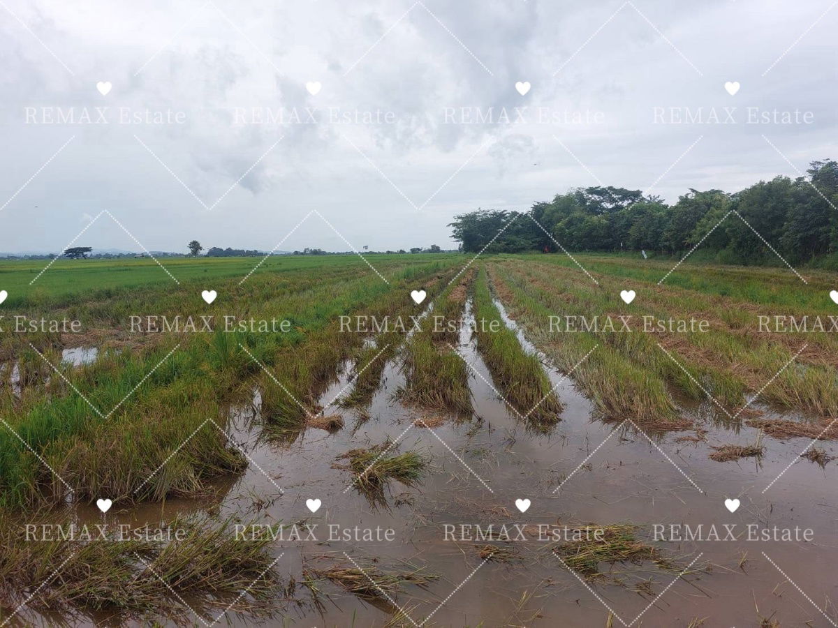 รูป ขายที่ดิน/ที่นา บ้านป่ามื่น ซอย 4 ปล้อง เทิง เชียงราย - รูปที่ 5/11