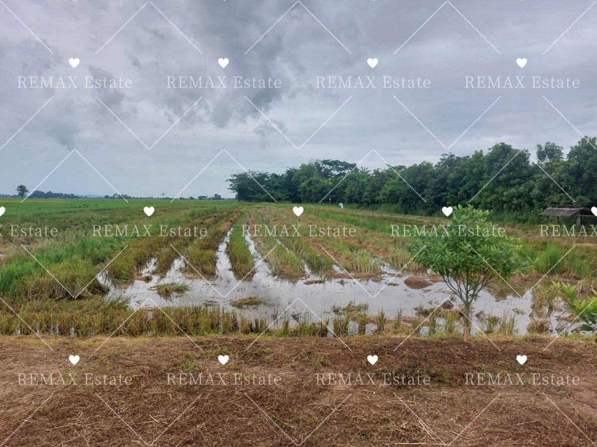 รูป ขายที่ดิน/ที่นา บ้านป่ามื่น ซอย 4 ปล้อง เทิง เชียงราย - รูปที่ 4/11
