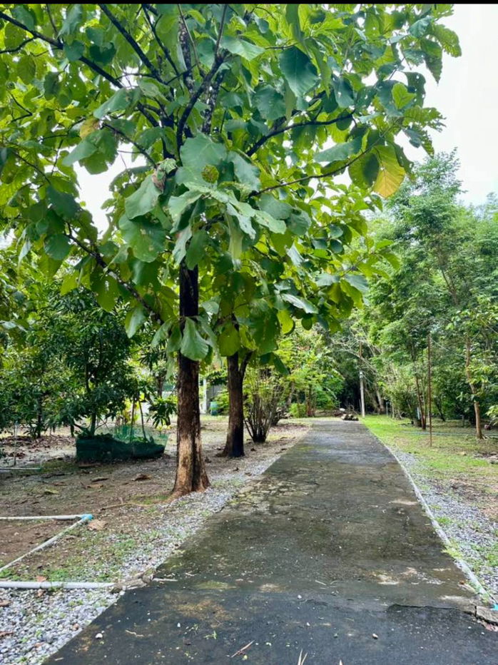 รูป ที่ดิน2ไร่2งาน5ตรว. พร้อมบ้านสวนผลไม้ โฉนดครุฑแดง - รูปที่ 10/10