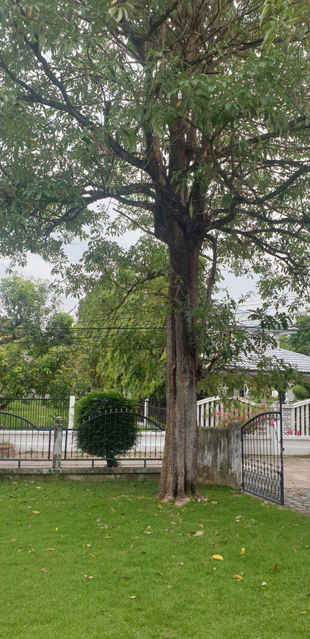 รูป PK008 ขายบ้านเดี่ยวสไตล์คลาสสิก พื้นที่กว้าง หมู่บ้านชัยพฤกษ์ บางแวก | โครงการคุณภาพจาก Land & Houses - รูปที่ 11/16