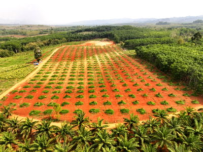 ที่ดิน ทองผาภูมิ กาญจนบุรี : สวนทุเรียนหมอนทอง พร้อมบ่อน้ำแร่ธรรมชาติ