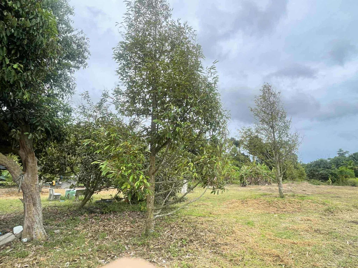 picture vacant land sale Rayong Thailand - 9/12