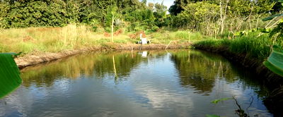 ที่ดิน บ้านโพธิ์ ฉะเชิงเทรา : ขายที่บ่อปลา  ติดคลอง  8  ไร่ ต.หนองตีนนก อ.บ้านโพธิ์ จ.ฉะเชิงเทรา