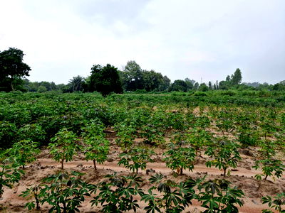 Land for sale Phanom Sarakham Chachoengsao : 32 rai agricultural land for sales in Phanomsarakarm district Chachoengsao province  
