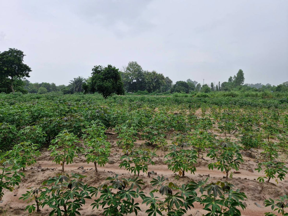 picture 32 rai agricultural land for sales in Phanomsarakarm district Chachoengsao province   - 1/8