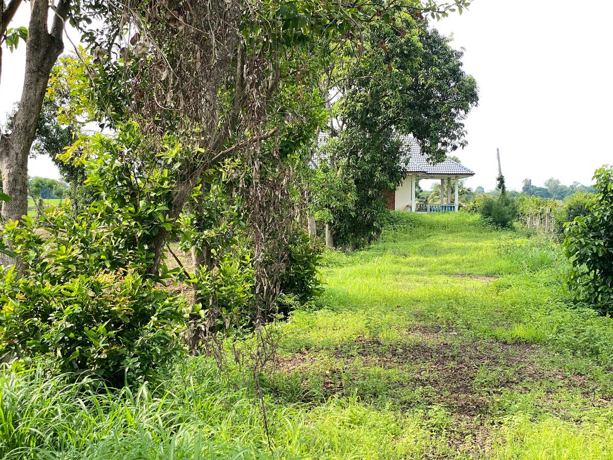 รูป 🏞️ ขายที่ดินแปลงสวย สิงห์บุรี ติดถนนใหญ่ ตรงข้ามวัดพระนอน เหมาะทำธุรกิจหรืออยู่อาศัย 🌿 - รูปที่ 3/14
