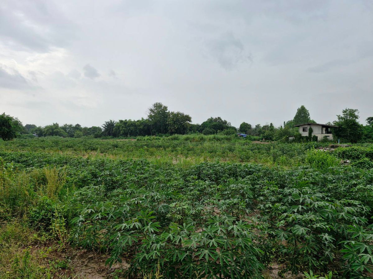 picture 32 rai agricultural land for sales in Phanomsarakarm district Chachoengsao province   - 2/8
