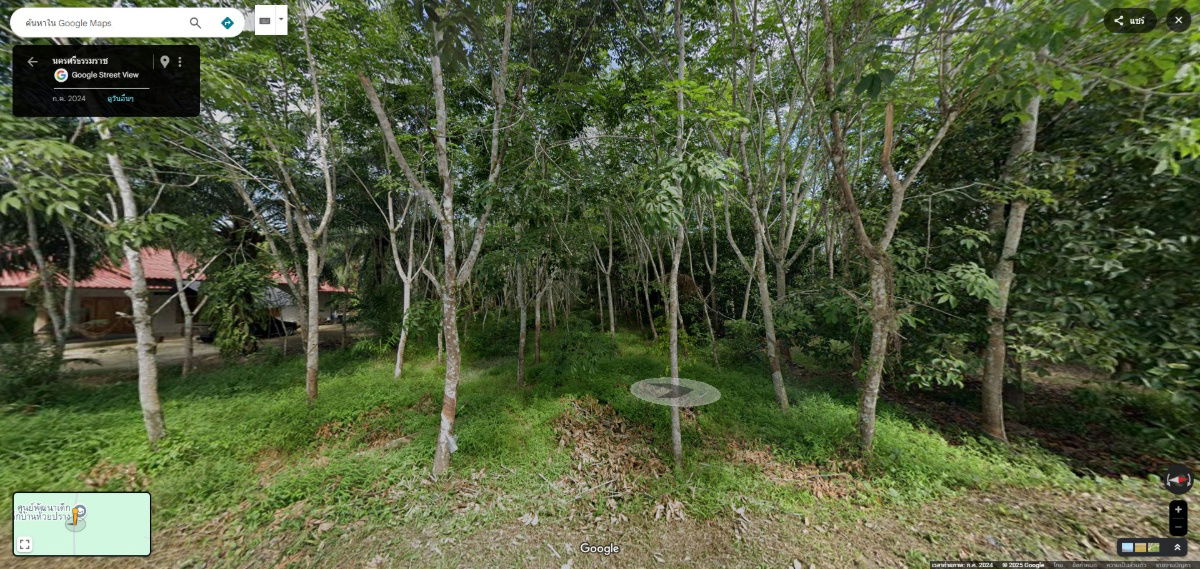 picture 🌳#Rubber plantation land for sale, more than 1 rai🌳 - 2/6