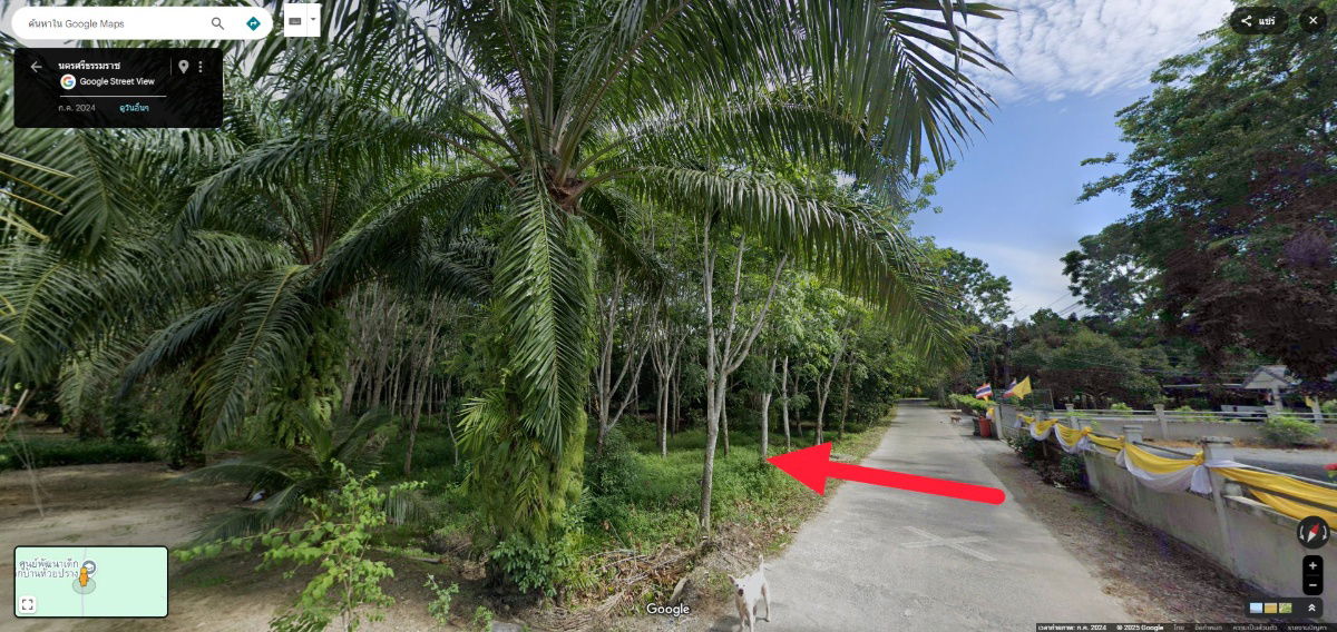 picture 🌳#Rubber plantation land for sale, more than 1 rai🌳 - 5/6