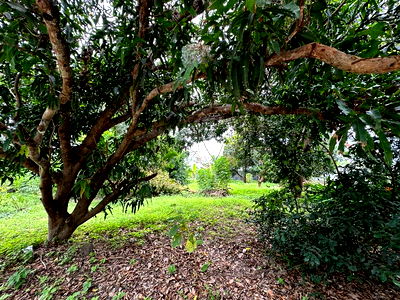 Land for sale Si Racha Chonburi : Beautiful land plot for sale, good location, community area, Assumption Road, Sriracha, Chonburi
