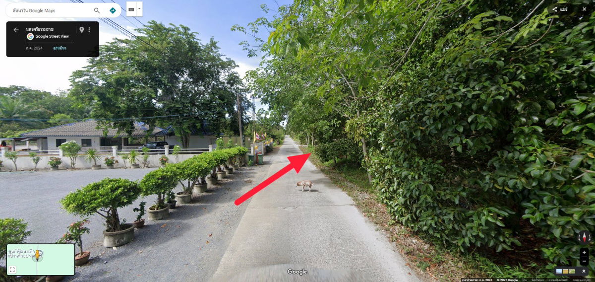 picture 🌳#Rubber plantation land for sale, more than 1 rai🌳 - 3/6