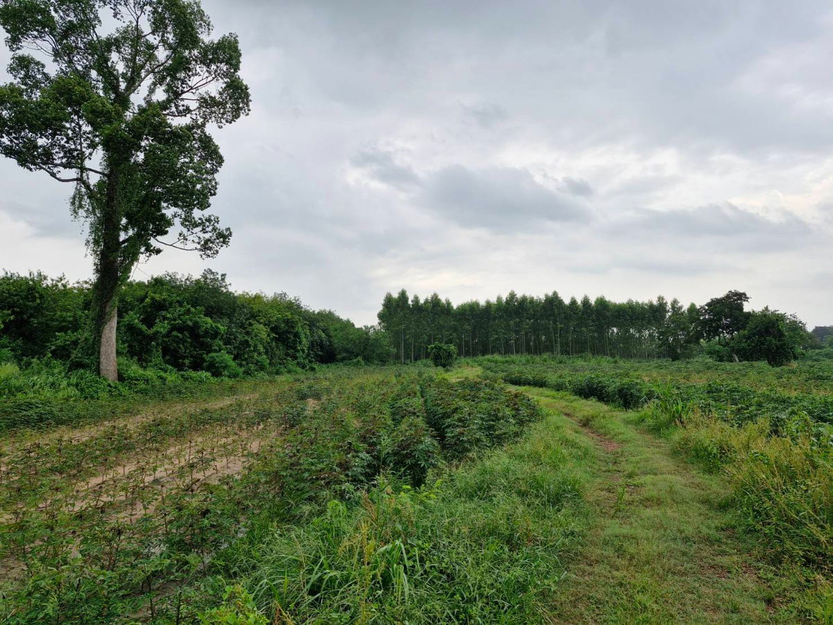 picture 32 rai agricultural land for sales in Phanomsarakarm district Chachoengsao province   - 3/8
