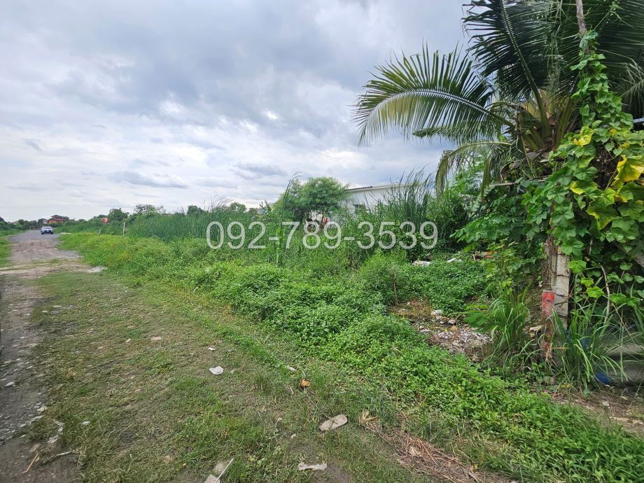 picture Land for Sale – Saimai 72 Alley 50 sq.war - 8/19