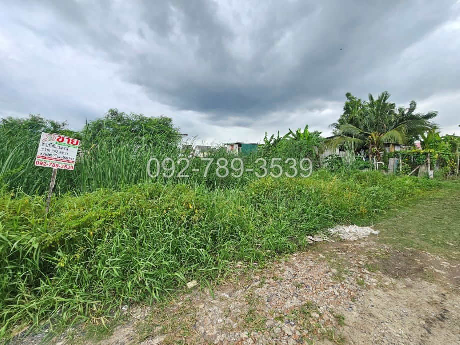 picture Land for Sale – Saimai 72 Alley 50 sq.war - 16/19