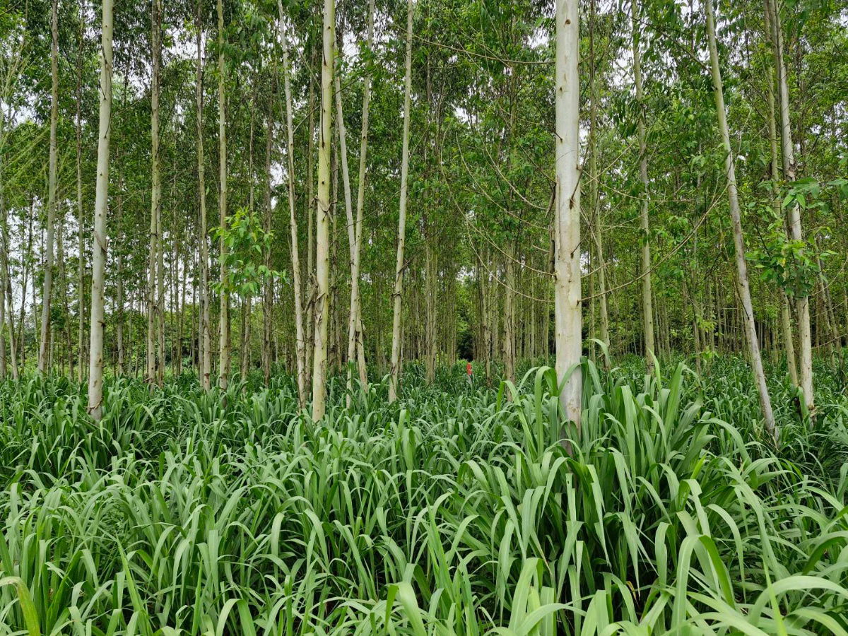 picture 32 rai agricultural land for sales in Phanomsarakarm district Chachoengsao province   - 6/8