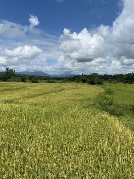 รูป ขาย ที่ดิน โอกาสทอง! ขายที่ดินแปลงสวย วิวภูเขา มีน้ำล้อมรอบ ใกล้โรงเรียนนานาชาติแม่ริม เชียงใหม่ ที่ดินนอกโครงการ 5 ไร่ 2 งาน 28 ตรว. - รูปที่ 7/10