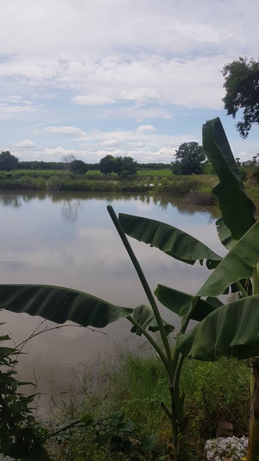 picture 🔥 Land for Sale – 16 Rai 127 Sq. Wah 🌳 Prime Location near Wat Lad Bua, Ban Pho, Chachoengsao 🔥 - 7/11