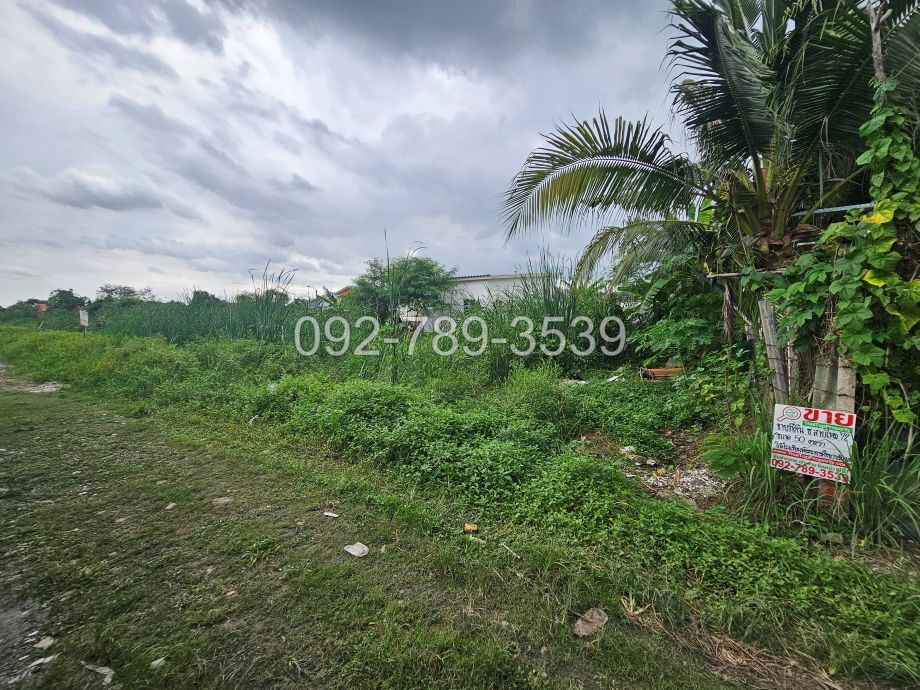 picture Land for Sale – Saimai 72 Alley 50 sq.war - 6/19