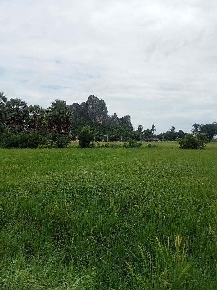 รูป ขายที่ดินเปล่า ชุมชนตลาด  เขาย้อย เพชรบุรี (เหมาะกับลงทุน+เกษตร) - รูปที่ 6/6