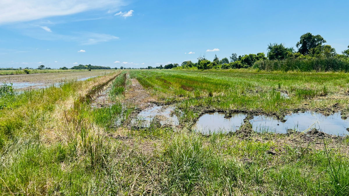 picture Land for Sale – 1 Rai Prime Location, Soi Khlong Ha East (Chao Mae Shrine), Khlong Luang, Pathum Thani  - 2/5