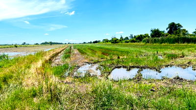 Land for sale Khlong Luang Pathumthani : Land for Sale – 1 Rai Prime Location, Soi Khlong Ha East (Chao Mae Shrine), Khlong Luang, Pathum Thani 