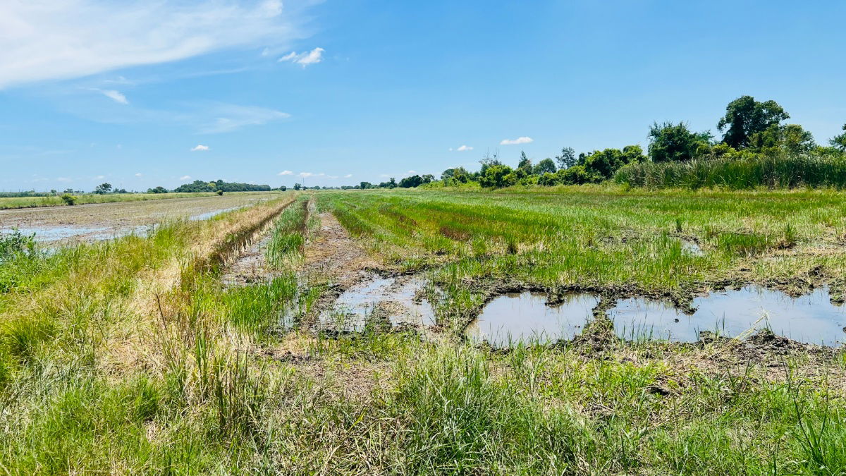 picture Land for Sale – 1 Rai Prime Location, Soi Khlong Ha East (Chao Mae Shrine), Khlong Luang, Pathum Thani  - 1/5