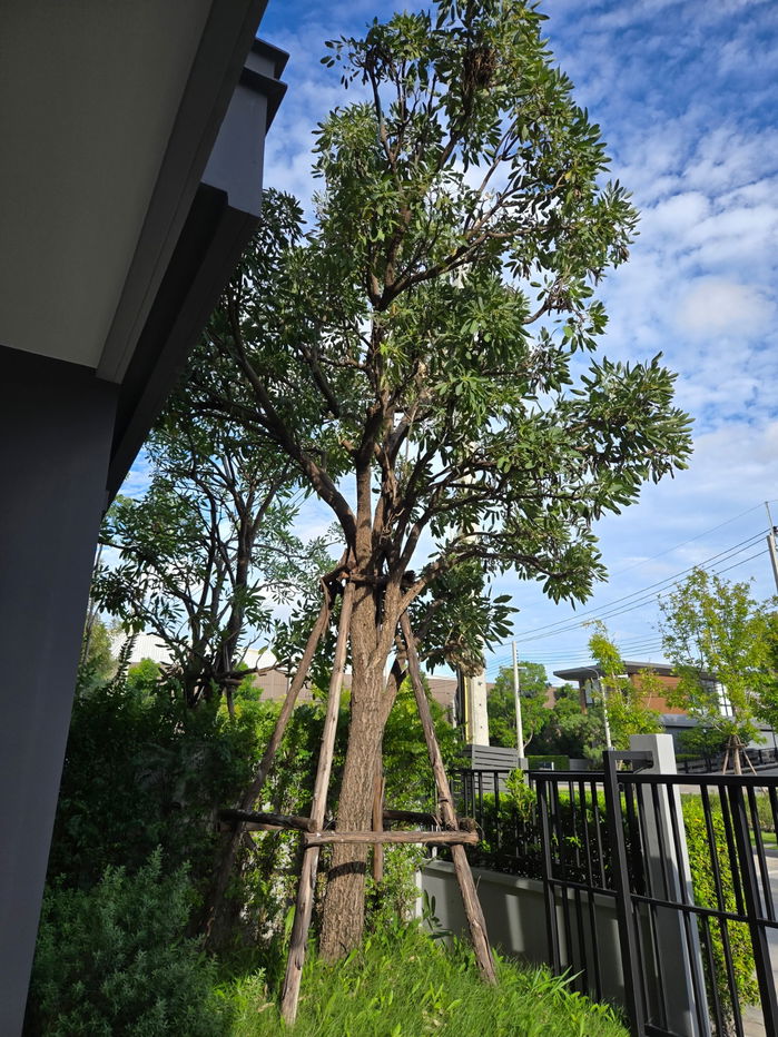 รูป New Home for Sale – บ้านกลางเมือง THE EDITION สุขสวัสดิ์ | แบบ TOPAZ 218 ตร.ม. | ที่ดิน 63.6 ตร.ว. | บ้านเลขที่ 199/9 - รูปที่ 27/30