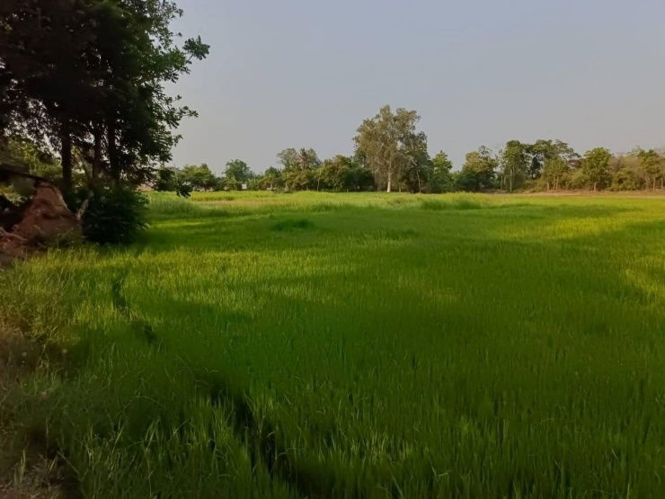 picture Beautiful area with a view, very natural. - 1/9