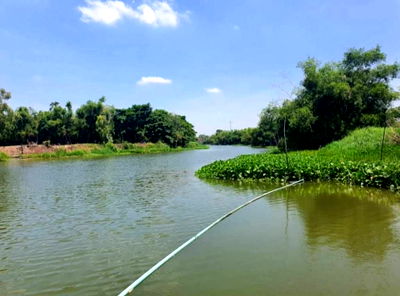 Land for sale Bang Pla Ma Suphanburi : Land for sale next to the Tha Chin River, Suphan Buri Province