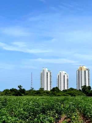 ที่ดิน ชลบุรี : ขายที่ดินบางพระ ศรีราชา แปลงสวย ใกล้อ่างเก็บน้ำบางพระ