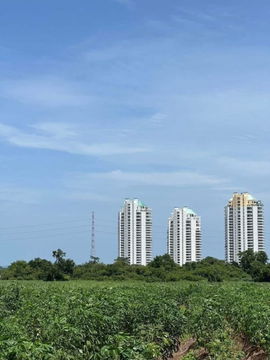 ขายที่ดินบางพระ ศรีราชา แปลงสวย ใกล้อ่างเก็บน้ำบางพระ