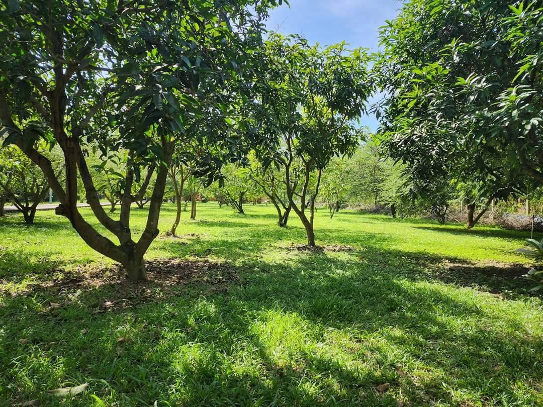 รูป ให้เช่าบ้านสวน 2 ชั้น รายเดือน ที่เหมาะสำหรับ อยู่อาศัย และทำธุรกิจ ร้านอาหาร คาเฟ่ สอนโยคะ ปฎิบัติธรรม บนพื้นที่เกือบ 3 ไร่ - รูปที่ 30/30