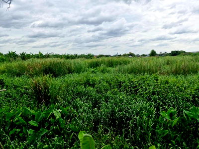 Land for sale Sam Phran Nakhon Pathom : It is a very beautiful land suitable for raising animals.