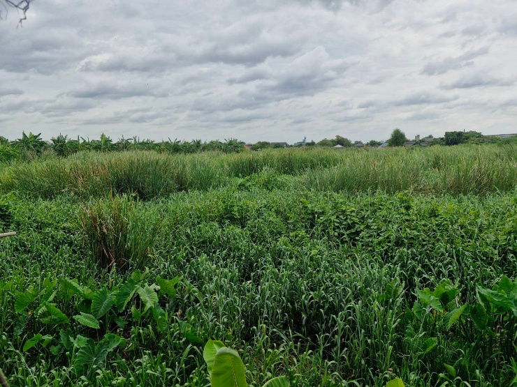 picture It is a very beautiful land suitable for raising animals. - 1/9