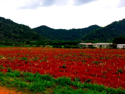 Land for sale Nakhon Ratchasima : land for sale in khaoyai good view and good ozone for life