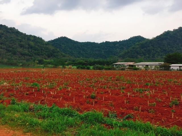 picture land for sale in khaoyai good view and good ozone for life - 1/2