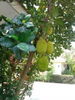 listing thumbnail image 1