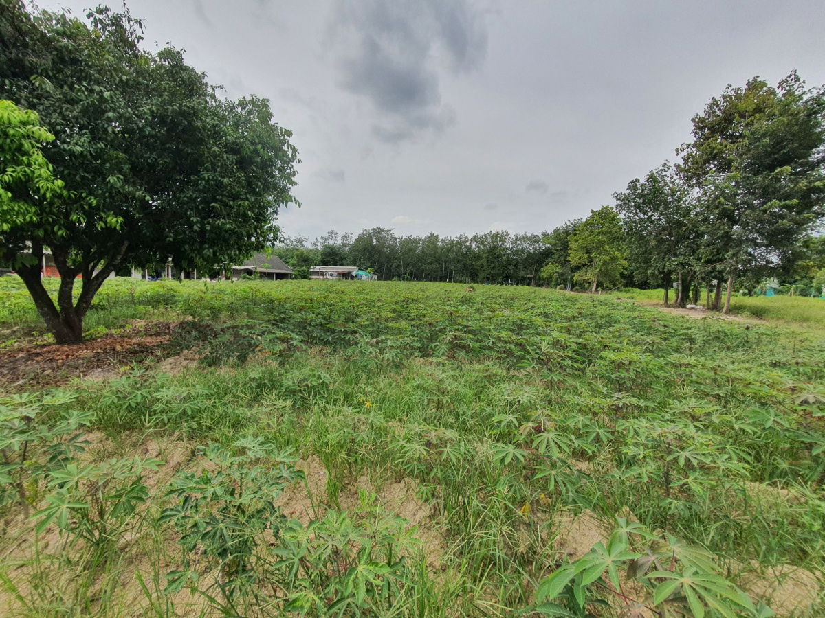 picture LAND FOR RENT GOOD FOR INVESTMENT - 9/9