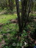 listing thumbnail image 4