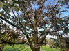 listing thumbnail image 12