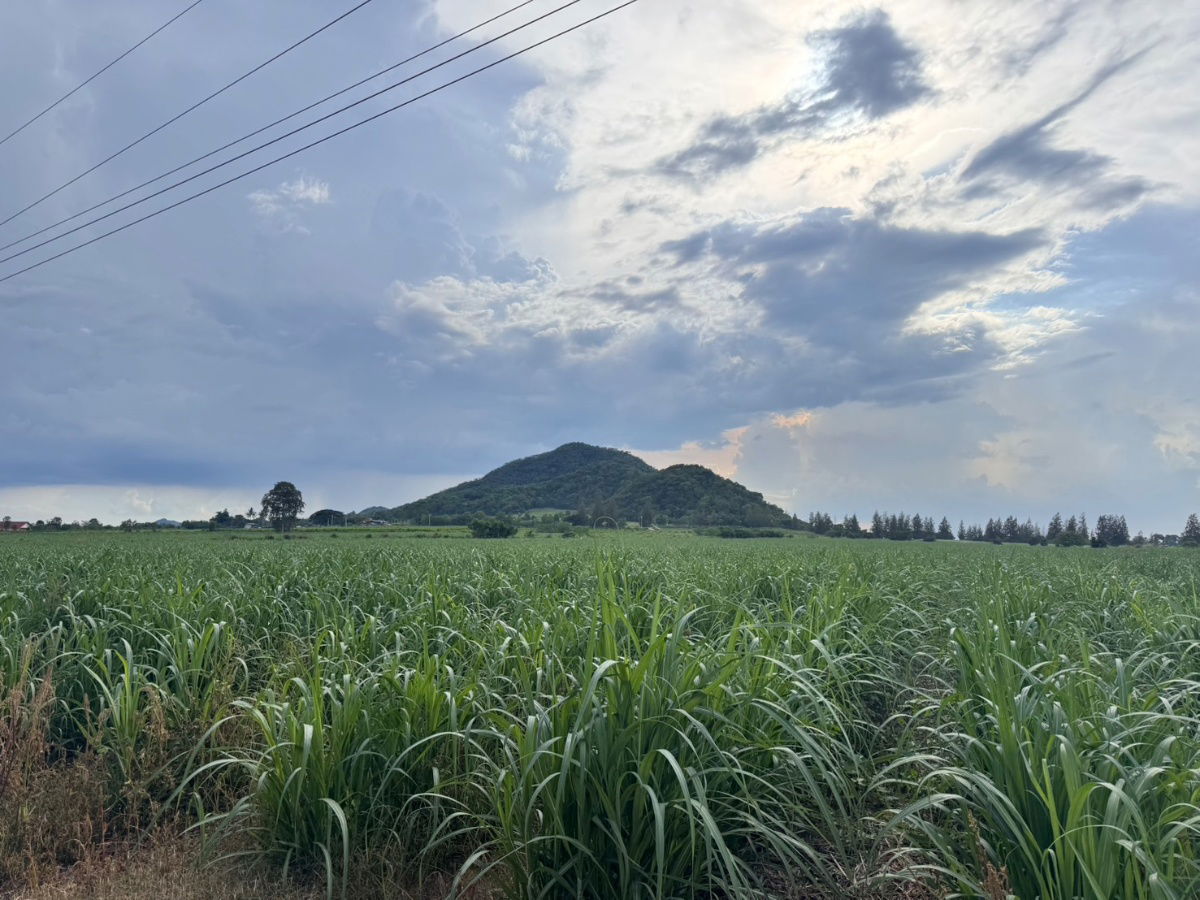 picture Invest in Khao Yai and get 100% profit. (Land appraisal prices are guaranteed to increase every year) - 5/8