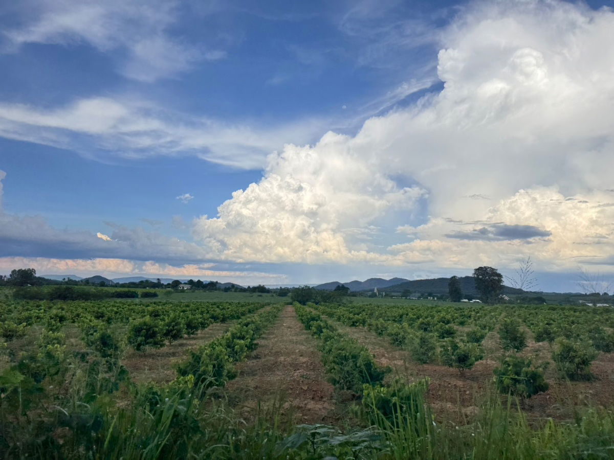 picture Invest in Khao Yai and get 100% profit. (Land appraisal prices are guaranteed to increase every year) - 6/8