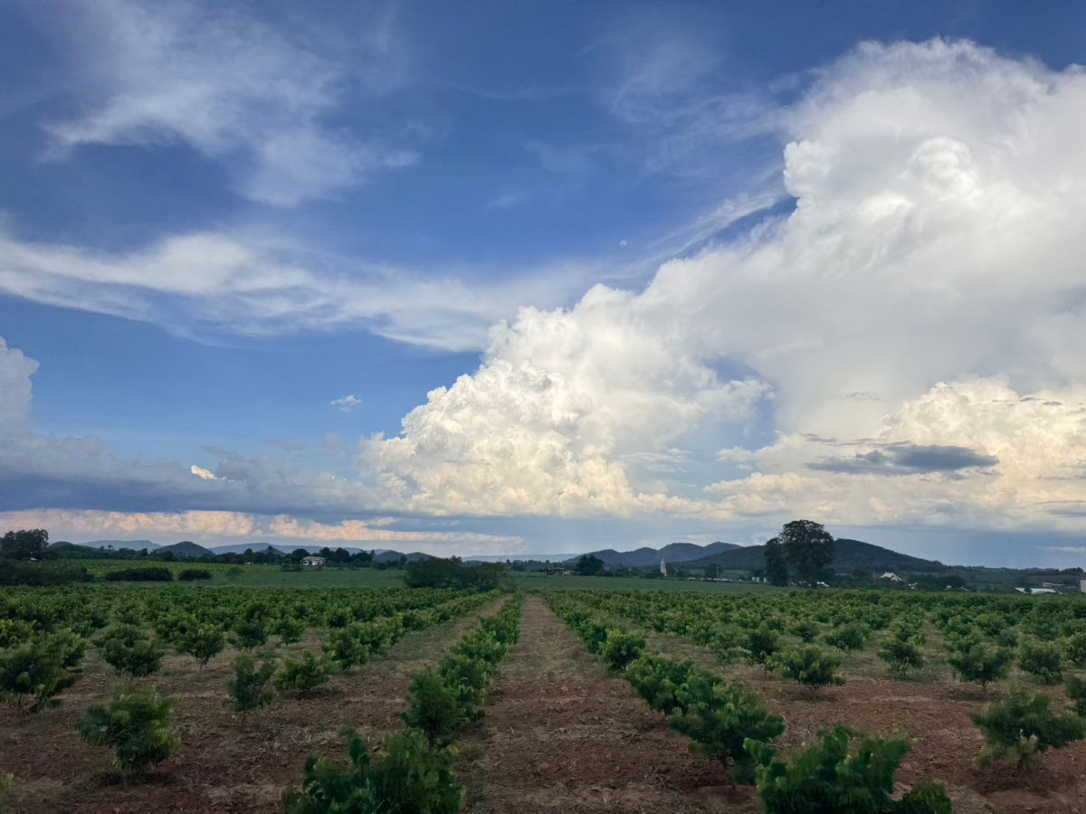 picture Invest in Khao Yai and get 100% profit. (Land appraisal prices are guaranteed to increase every year) - 7/8