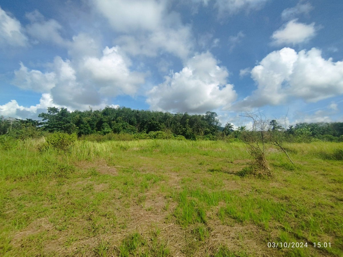 picture Vacant Land 11-2-86.3 Rai Near Thalang, Phuket - 14/15